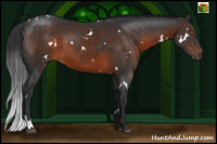 Horse Color:White Spotted Brown Rabicano 