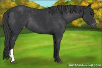 Horse Color:Black Appaloosa Rabicano 