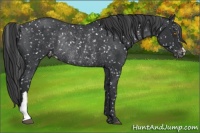 Horse Color:Black Appaloosa Rabicano