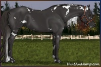 Horse Color:White Spotted Liver Chestnut 