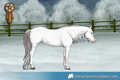 Horse Color:Black Sabino Appaloosa Rabicano 