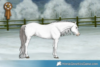 Horse Color:Black Sabino Snowflake VarnishRabicano 