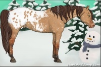 Horse Color:Bay Dun Appaloosa 