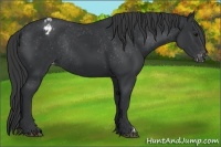 Horse Color:Black Appaloosa Rabicano