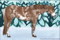 Horse Color:White Spotted Chestnut Frame 