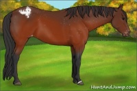 Horse Color:Brown Appaloosa