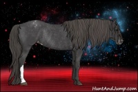 Horse Color:Smoky Black Appaloosa Rabicano 