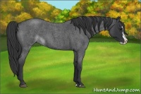 Horse Color:Blue Roan Splash 