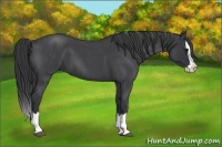 Horse Color:Blue Roan Splash