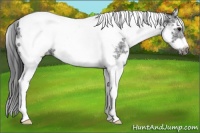Horse Color:White Spotted Black Splash Tobiano Frame Appaloosa 