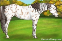 Horse Color:Sable Champagne Appaloosa and Sable Champagne Frame Appaloosa