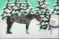 Horse Color:Black 