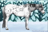 Horse Color:White Spotted Black Splash Tobiano Frame Appaloosa 