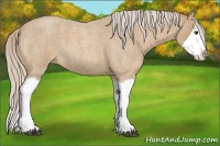 Horse Color:Palomino Roan Splash