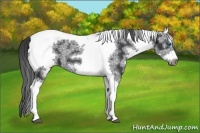 Horse Color:White Spotted Black Splash Tobiano Frame Appaloosa