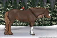 Horse Color:Liver Chestnut 