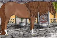 Horse Color:Red Roan