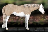 Horse Color:Palomino Roan Splash