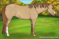 Horse Color:Red Dun