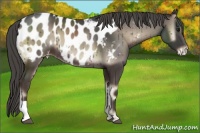 Horse Color:Smoky Blue Onyx Appaloosa 