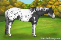 Horse Color:White Spotted Black Splash Tobiano Frame Appaloosa 