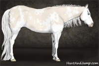 Horse Color:White Spotted Silver Perlino Sabino Splash 