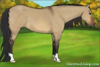Horse Color:Bay Dun