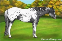 Horse Color:White Spotted Black Splash Tobiano Frame Appaloosa 