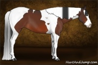 Horse Color:Bay Splash Tobiano