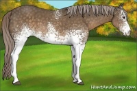 Horse Color:White Spotted Chocolate Palomino 