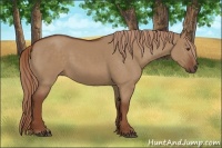 Horse Color:Red Dun 