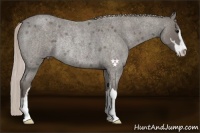 Horse Color:Silver Blue Roan Sabino Rabicano 