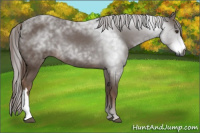 Horse Color:Gray Chestnut 