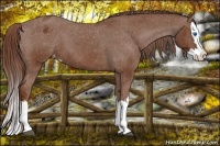 Horse Color:Chestnut Splash Appaloosa