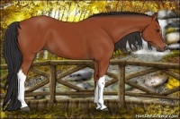 Horse Color:Bay 