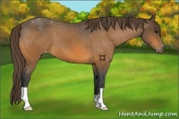Horse Color:Buckskin Varnish 