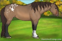 Horse Color:Bay Dun Appaloosa 