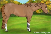 Horse Color:Chestnut 