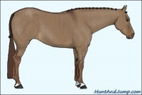 Horse Color:Liver Red Dun Brindle 