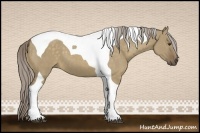 Horse Color:Chocolate Palomino Dun Tobiano 