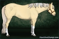 Horse Color:Palomino Dun Tobiano 