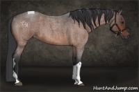 Horse Color:Bay Roan Tobiano