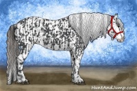 Horse Color:Black  and Black Appaloosa 
