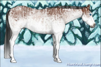 Horse Color:Gray White Spotted Bay Splash  and Gray White Spotted Bay Splash 