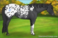 Horse Color:Blue Roan Appaloosa