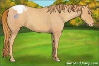 Horse Color:Gold Champagne Appaloosa