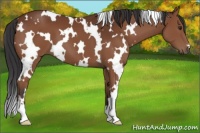 Horse Color:White Spotted Bay 