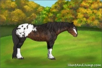 Horse Color:White Spotted Buckskin Ice Appaloosa 