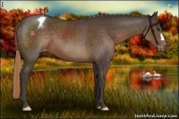 Horse Color:Liver Chestnut Appaloosa 