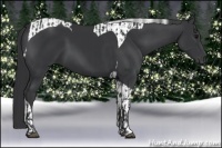 Horse Color:Black  and Black Tobiano 